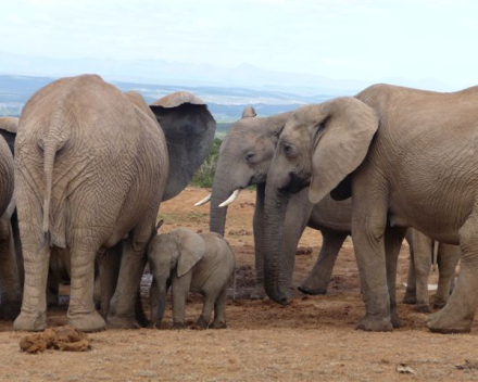 MTB-tour van de Tafelberg naar Addo Elephant National Park